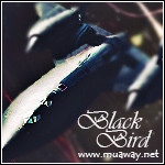 Blackbird_ - foto